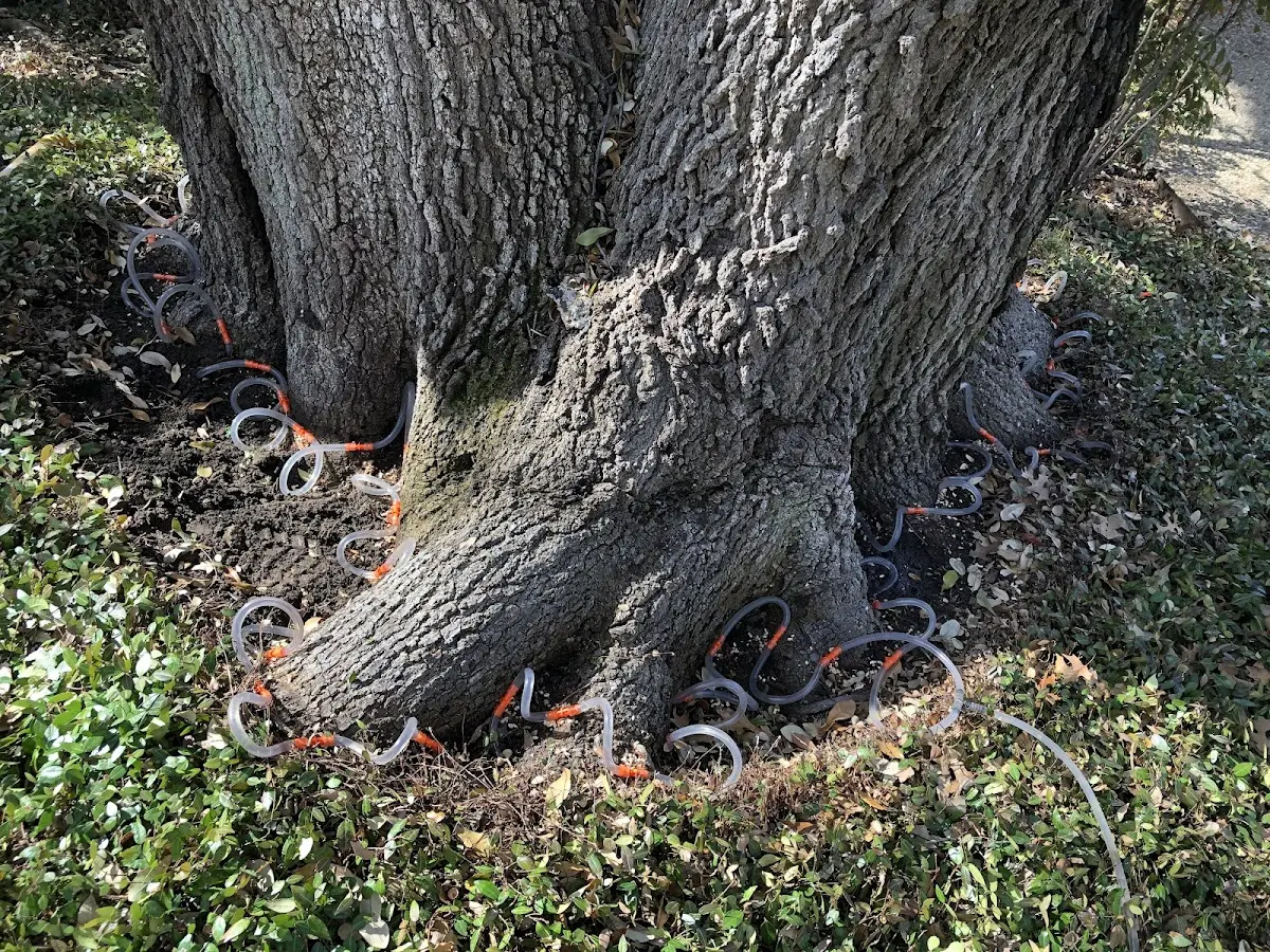 Detailed Tree Cabling and Bracing job site in Nekoma