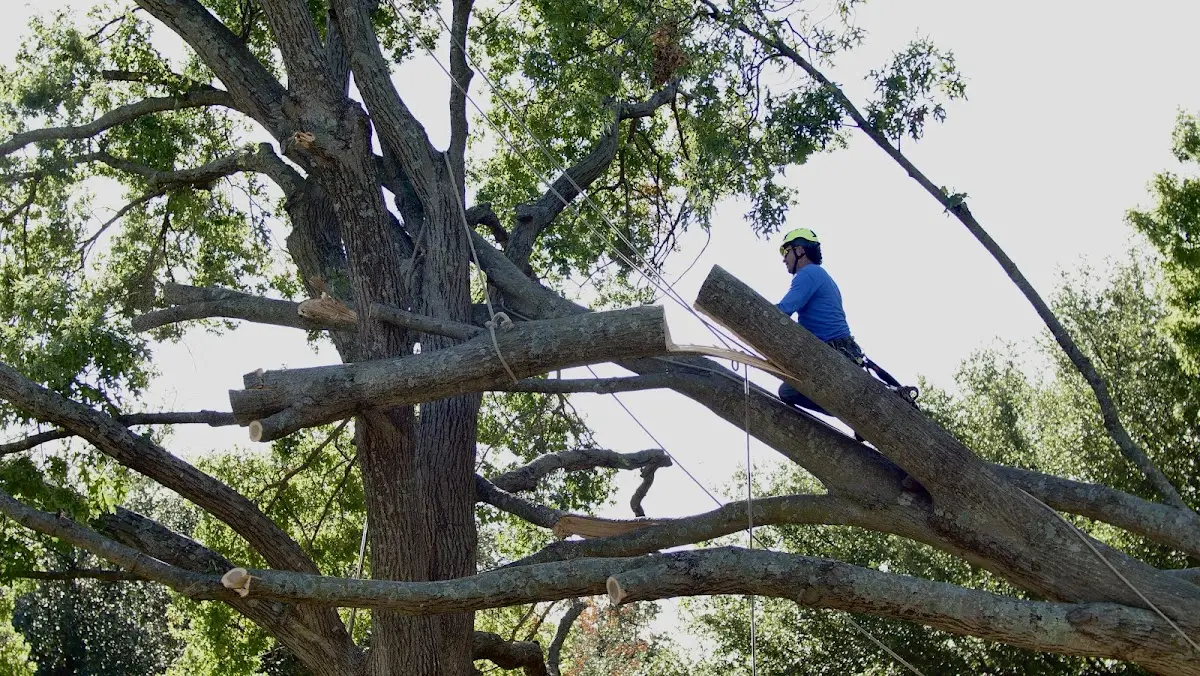Professional Crown Thinning performed by certified arborists in Nekoma